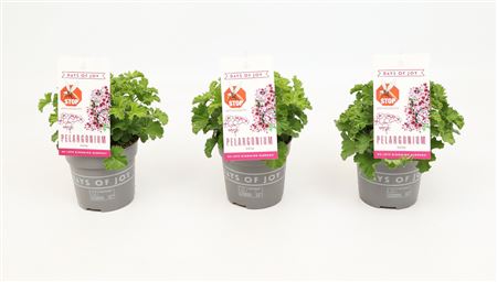 Pelargonium Nova Anti-mosquito