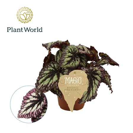 Begonia Rex Fireworks