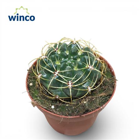 Gymnocalycium Monvillei