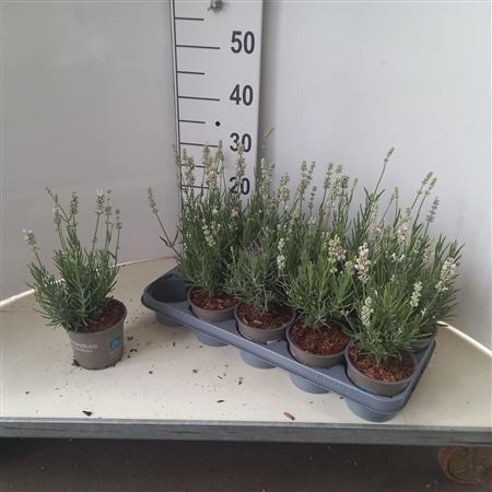Lavandula An Artic Snow