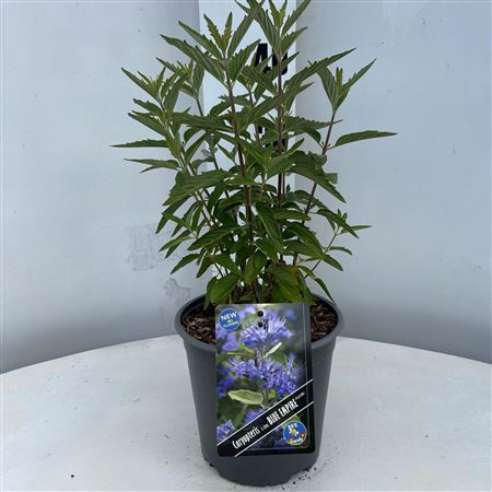 Caryopteris Cland Blue Empire