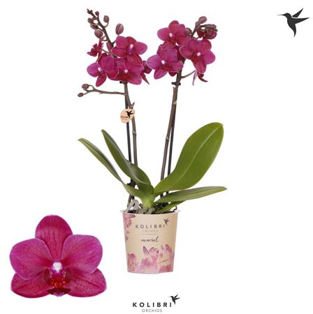 Phal Little Kolibri 2st Brasil 22+ (ok)