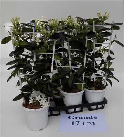 Stephanotis Grande 4-6