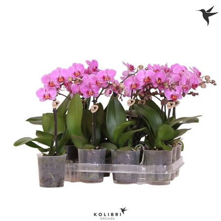 Phal Kolibri 1st Violet 10+ (ok)