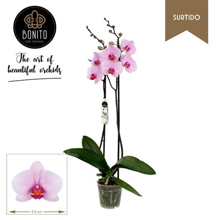 Phal 2st Washington Surtido 20+ (bonito)