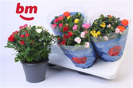 Rosa Jewel Patio Confetti Mix (bm)