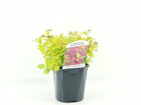 Spiraea Jap Golden Princess
