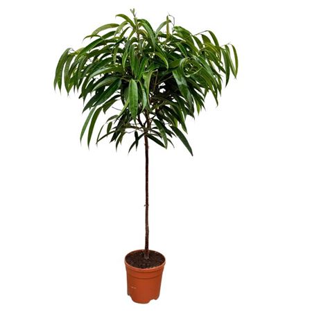 Ficus Bin Alii On Stem