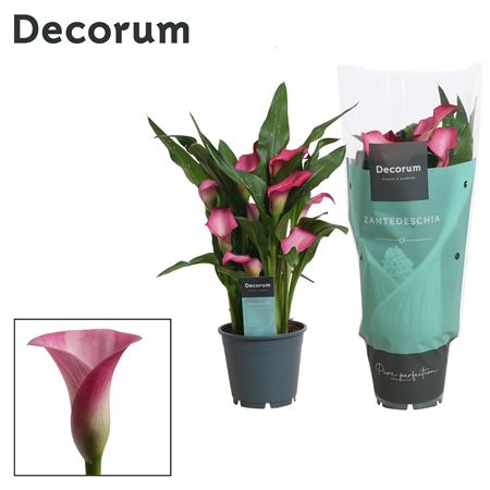Zantedeschia Pink (decorum)
