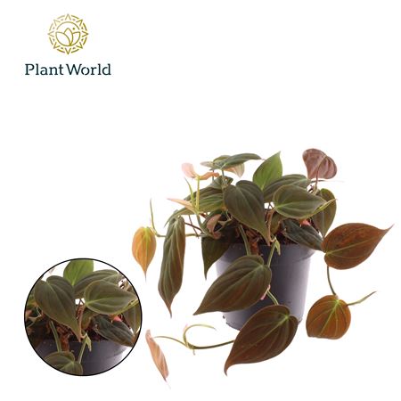 Philodendron Scandens Micans