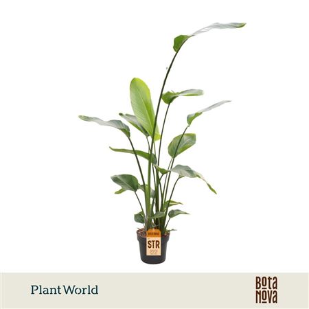 Strelitzia Nicolai 3pp 160-180cm