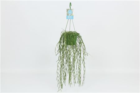 Hoya Linearis Hangpot