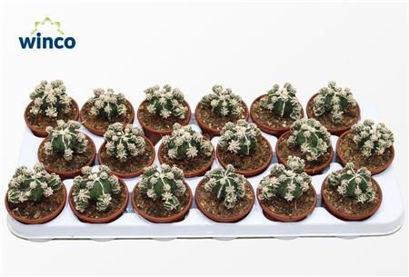 Astrophytum Fukuryu Hakujo