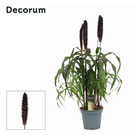 Pennisetum Purple Baron (decorum)