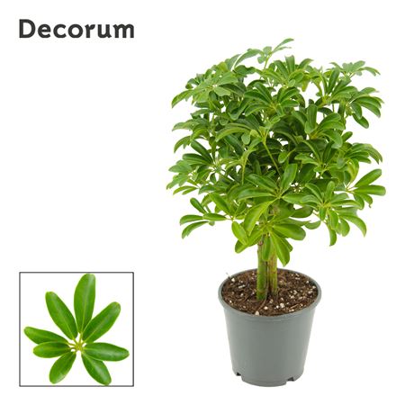 Schefflera Arboricola Luseana Op Stam 14 (decor