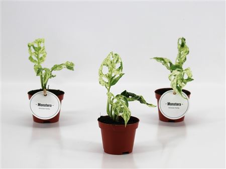 Monstera Frozen Freckles