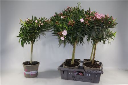 Nerium Oleander Single Mix On Stem 7+