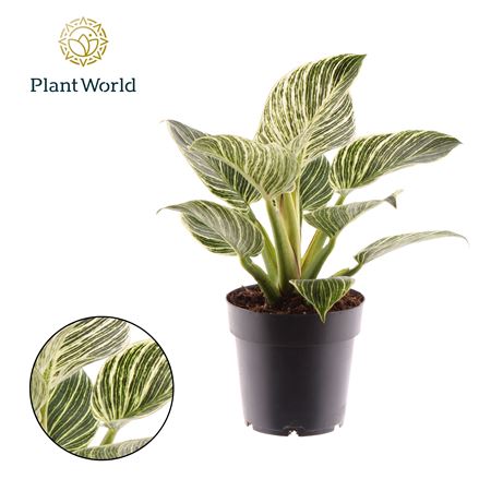 Philodendron Birkin