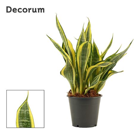 Sansevieria Hi Color (decorum)
