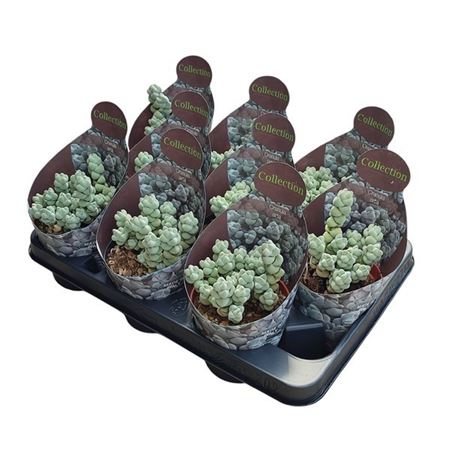 Crassula Arta Potcover