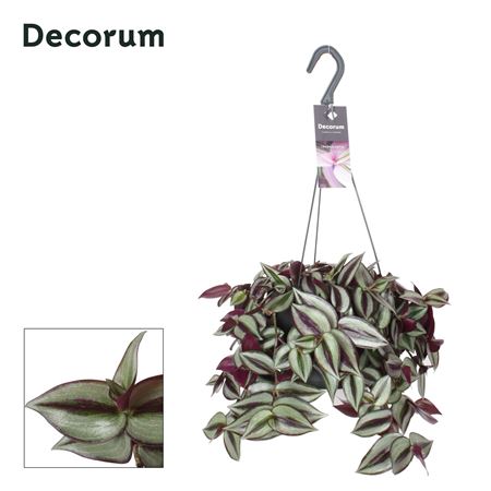 Tradescantia Zebrina Violet Hill