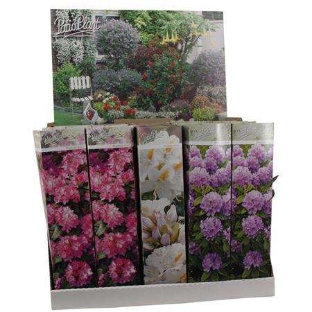 Rhodo Mix Young Plants