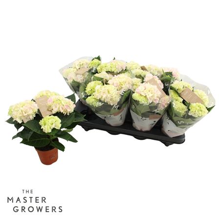 Hydrangea Ma Hi Diamond 3+