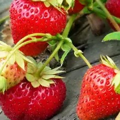 Земляника Кармен