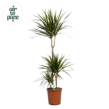 Dracaena Marginata 60+30+10 (air So Pure)