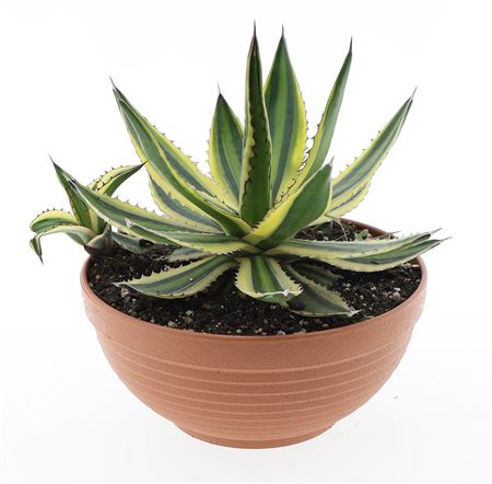 Agave Lophanta Variegata