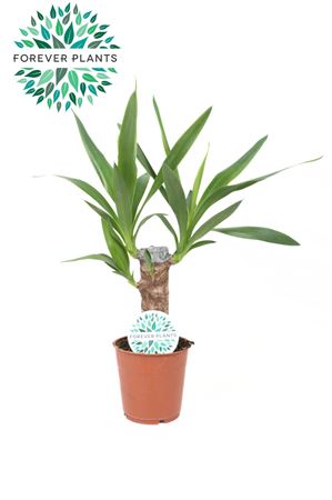 Yucca 20cm Stem 2+