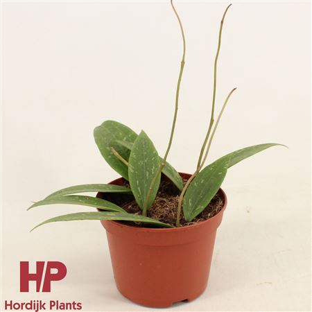 Hoya Sp. Loei