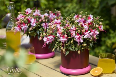 Fuchsia Bella Bianca