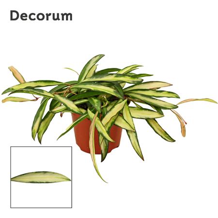 Hoya Wayetti Tricolor (decorum)