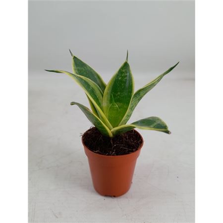 Sansevieria Hahnii Super Hahnii(dec)