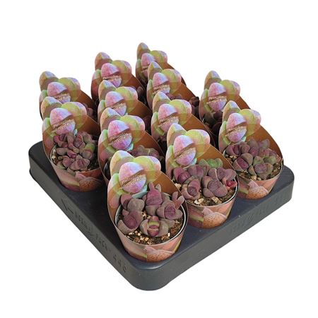 Pleiospilos Nelii Royal Flush Potcover