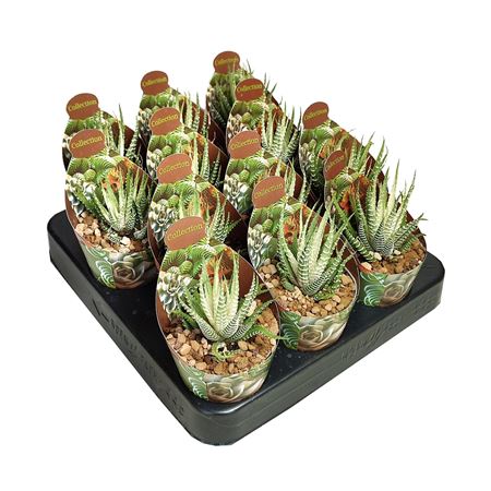 Haworthia Fasciata Variegata Potcover
