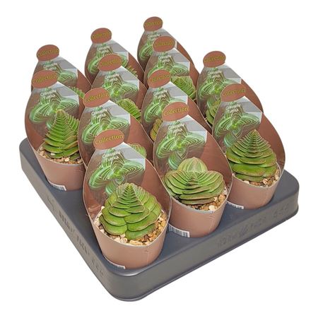 Crassula Turrita Potcover