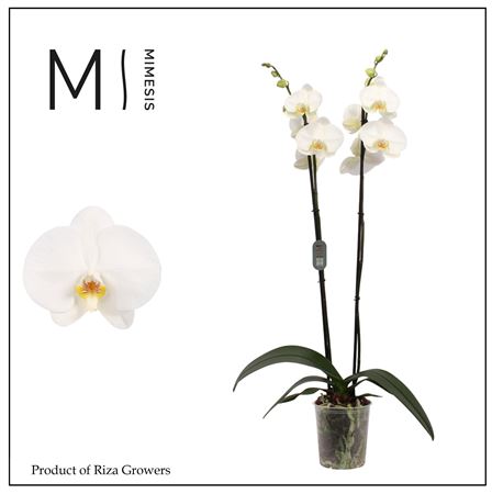 Phal 2st Tokyo 16+ (orchid Growers)