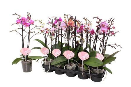 Phal Multi 2st Mix 30+ (pannekoek)