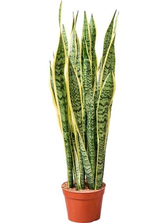 Sansevieria Trifasciata '