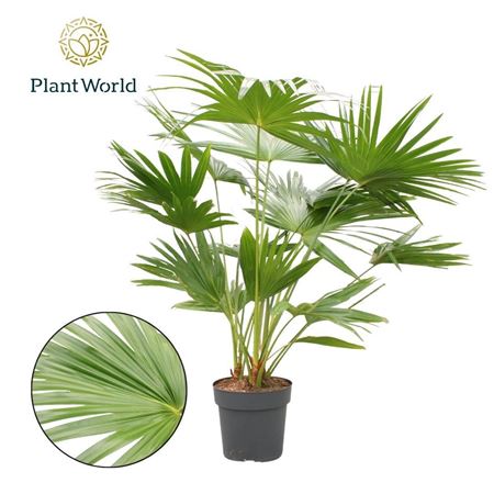 Livistona Rotundifolia (decorum)