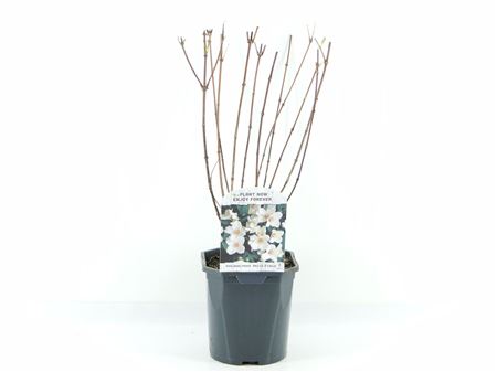 Philadelphus Belle Etiole