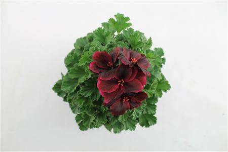 Pelargonium Grandi Schoko