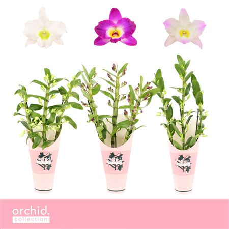 Dendr Nob 3st Mix Orchid Coll