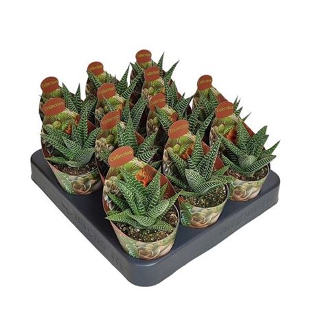 Haworthia Limifolia Spider White Potcover