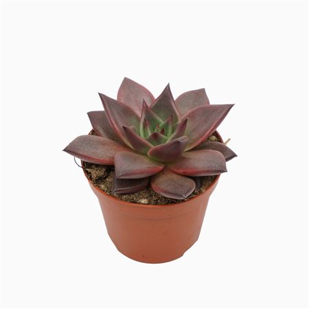 Echeveria Taurus
