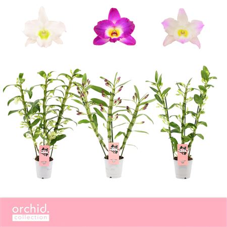 Dendr Nob 3st Mix Orchid Collection