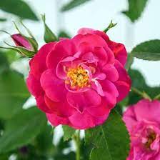 Роза парковая Джон Кабот