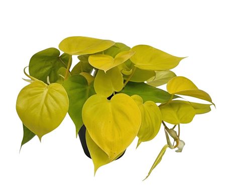 Philodendron Neon Bush